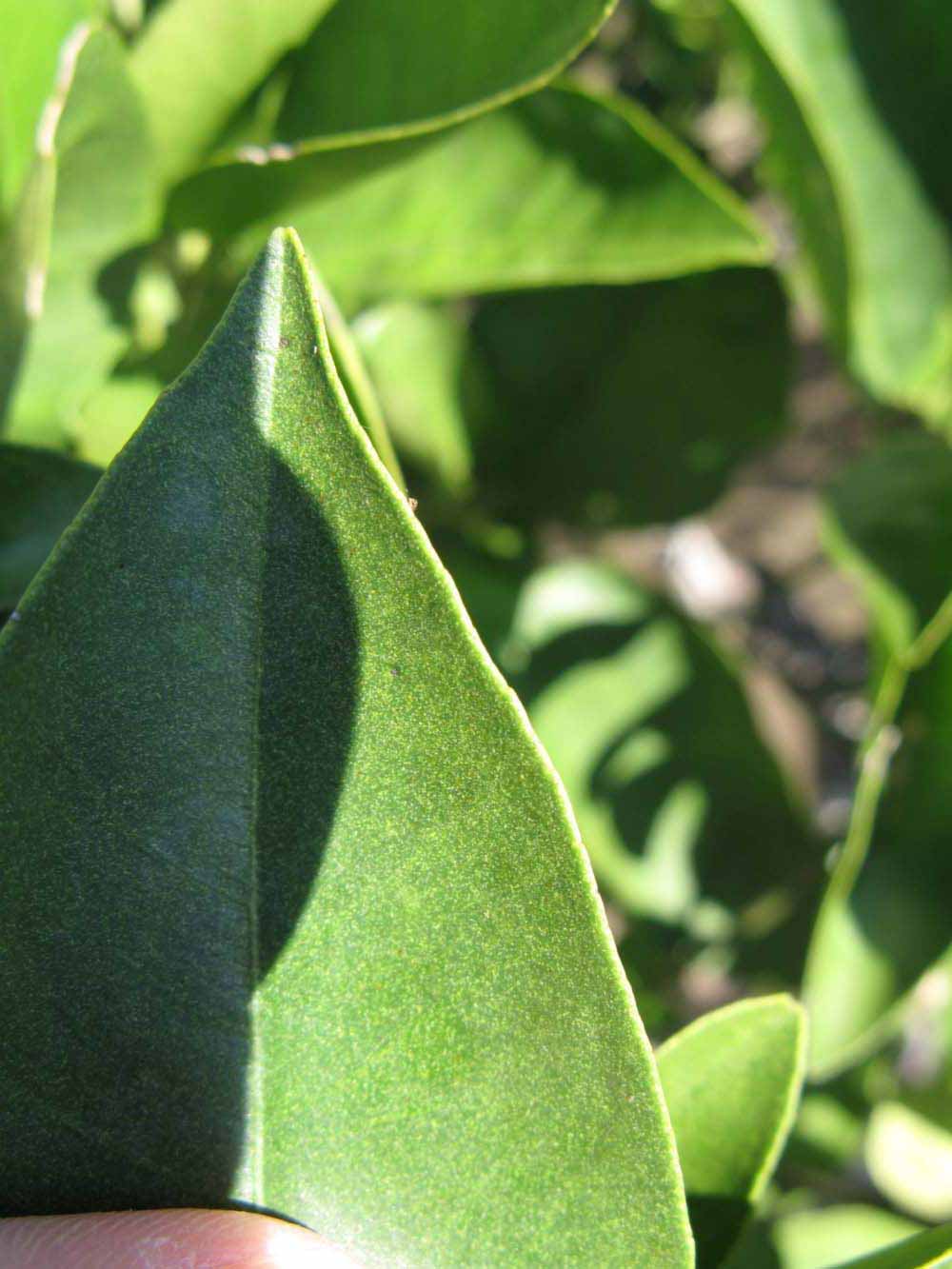              Margin (Winter Haven, FL)       